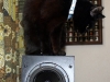 doublet-black-cat.jpg doublet-black-cat.jpg